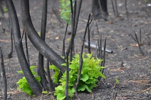 Aspen sprouts after a forest fire. 